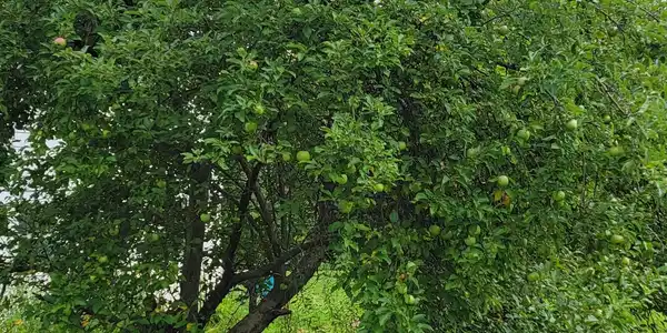 Image 4: Mature apple tree for your personal harvest