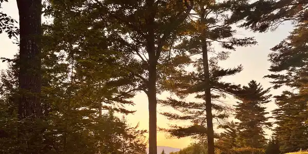 Image 2: Majestic Bull Pines & Mountain Views