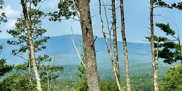 Image 2 Image 2