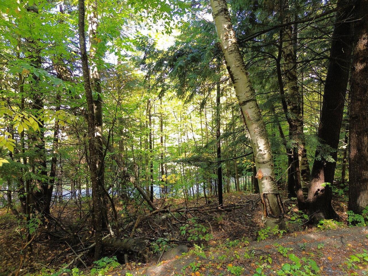 Image 3: Mature Trees