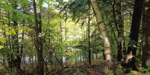Image 3: Mature Trees