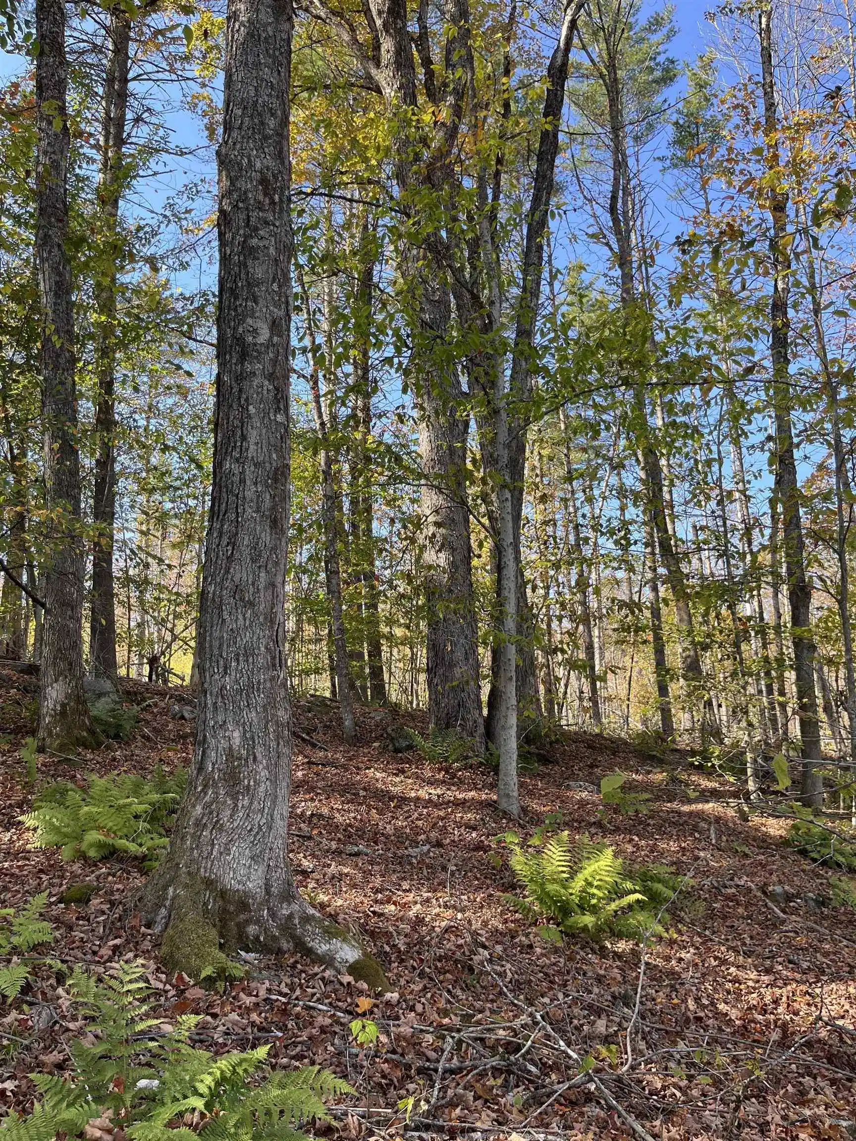 Image 1: Sugar Maple Throughout The Property Image 1: Sugar Maple Throughout The Property
