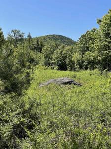 * ALDER PLAINS Road