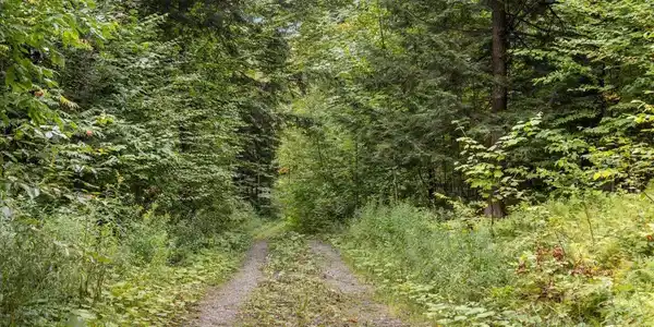Image 4: Main Road into lots