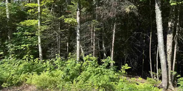 Image 4 Image 4