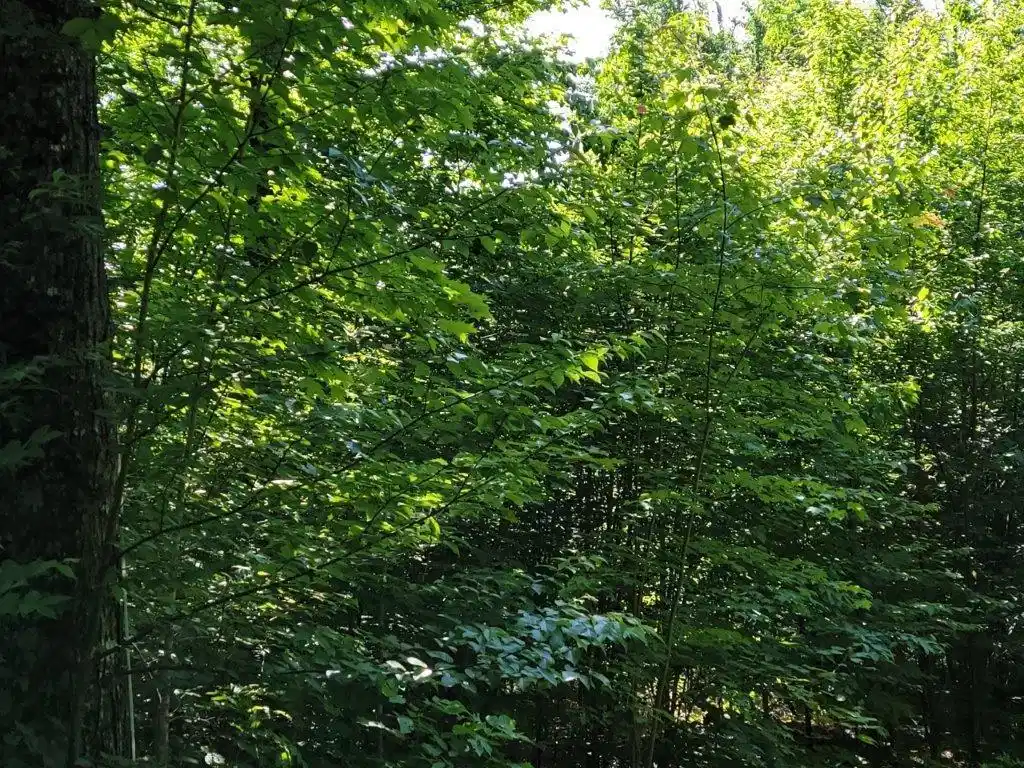 Image 1 Image 1