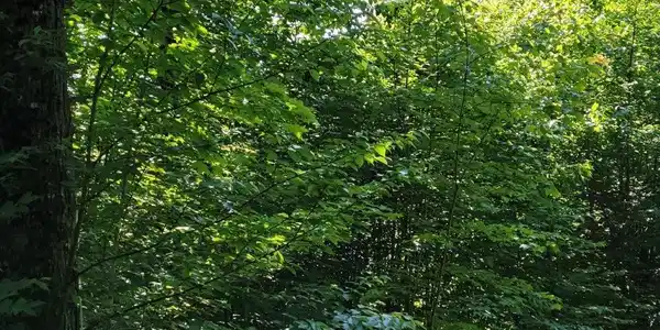 Lot 26 Presidential View Lane