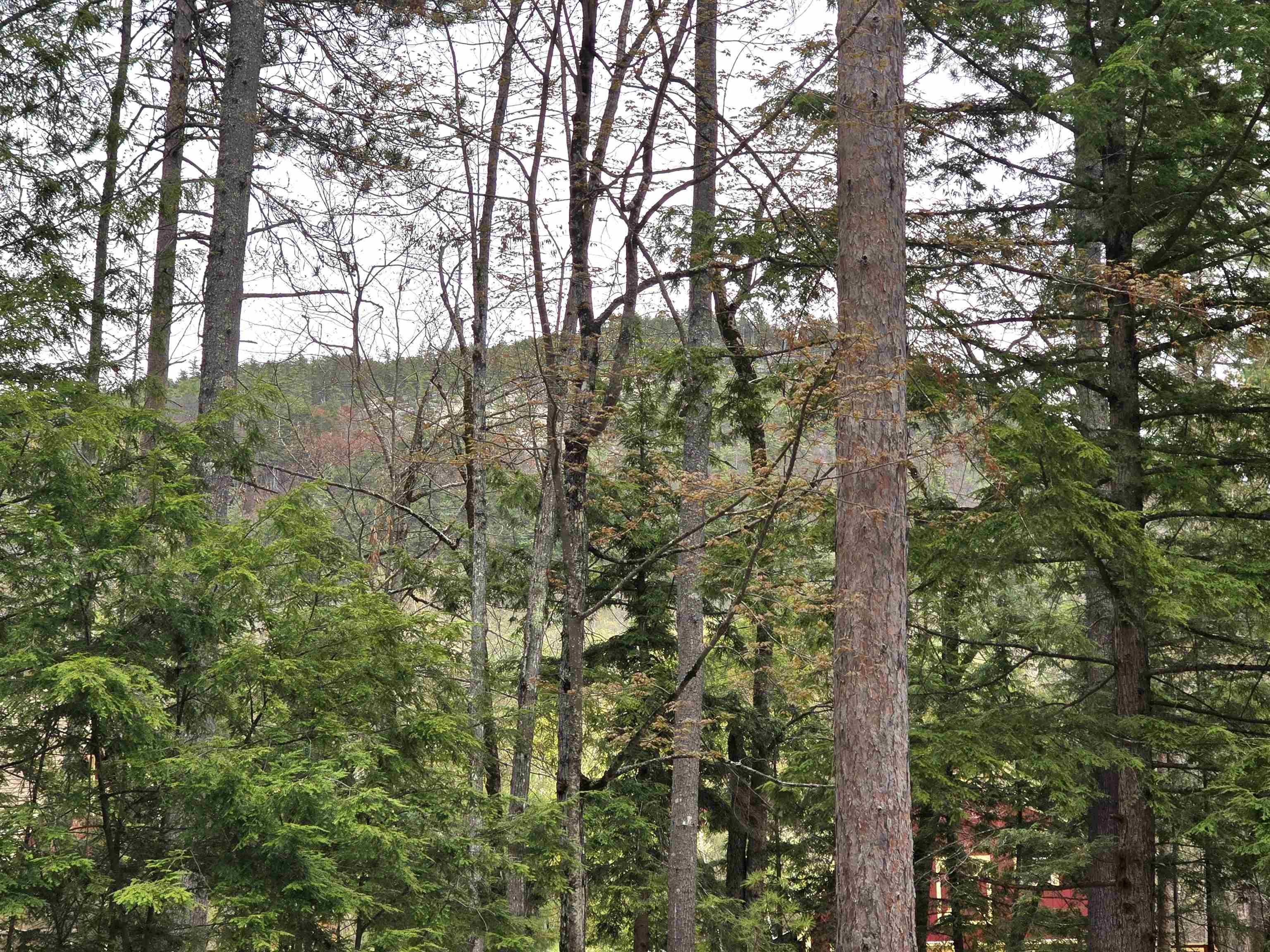 Image 4: Across Thompson Rd seasonal view