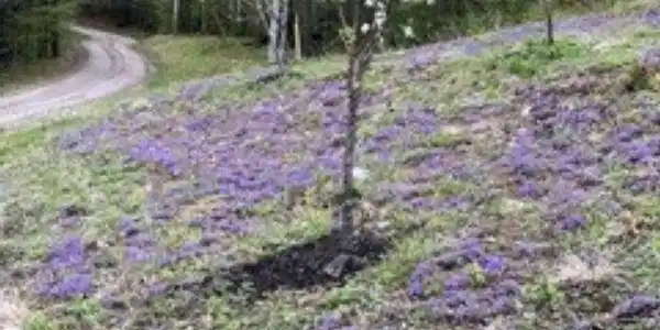 Image 3: beautiful flowers viewed from front deck