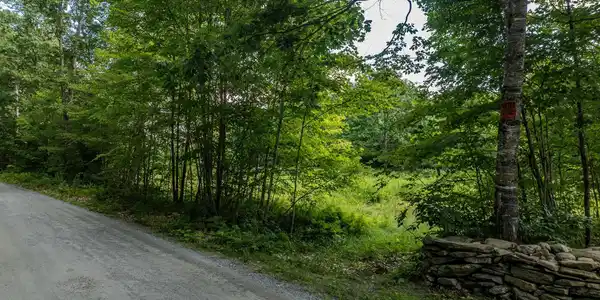 Image 2: Roadside Privacy