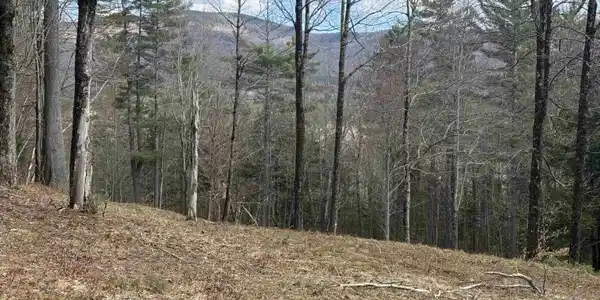 Image 4: HOUSE SITE AREA LOOKING AT PRICKLEY MOUNTAIN