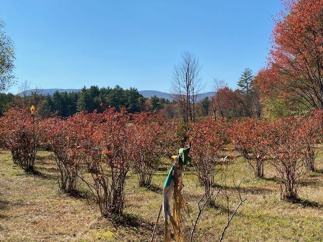 Image 4: Blueberries Image 4: Blueberries