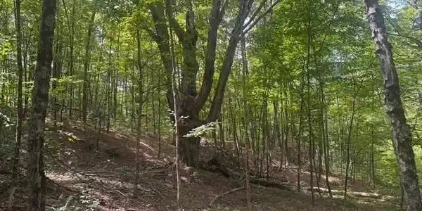 Image 4: Majestic Old Maples