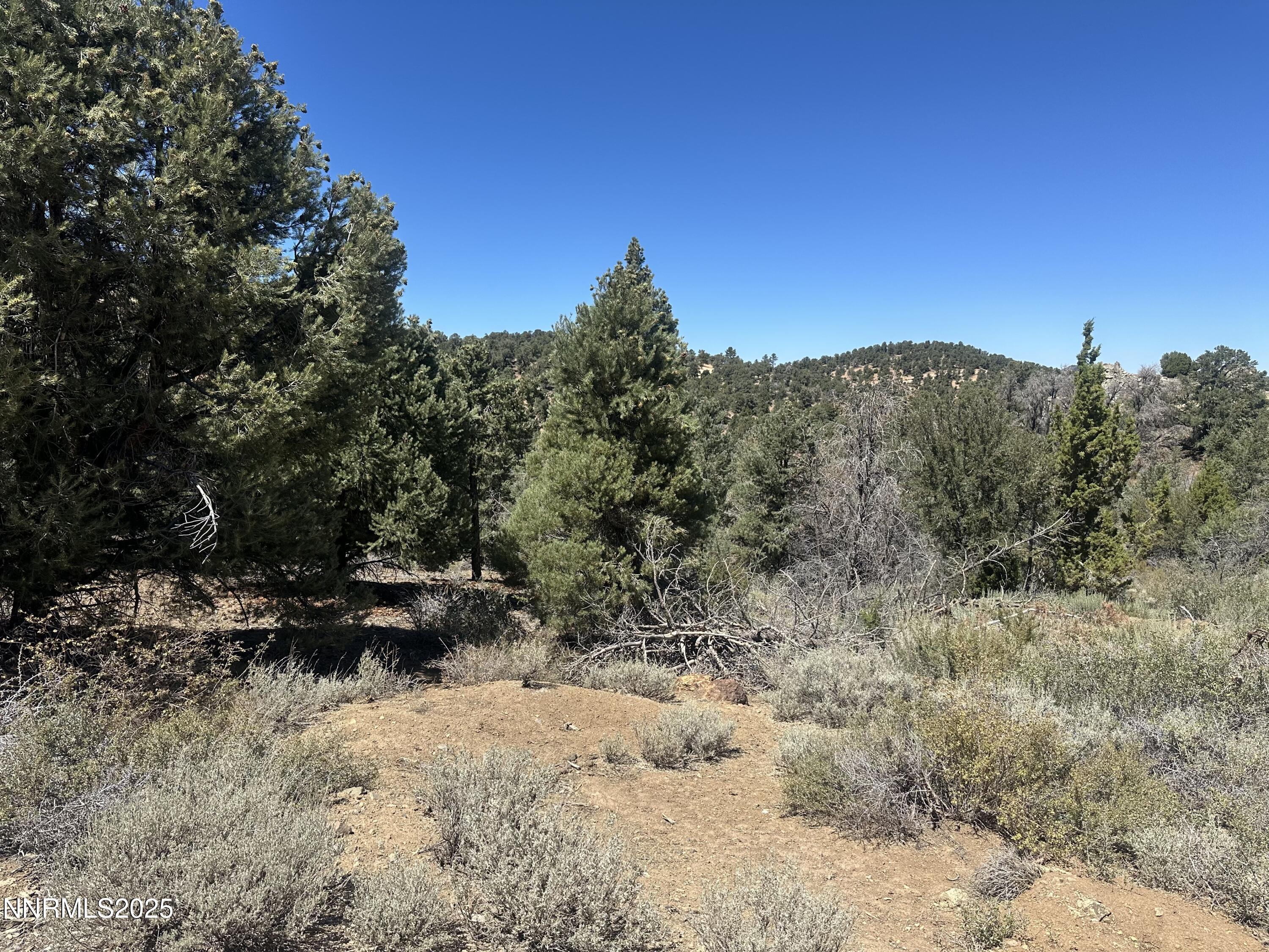 Image 3: Bonanza2