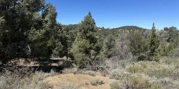 Image 3: Bonanza2