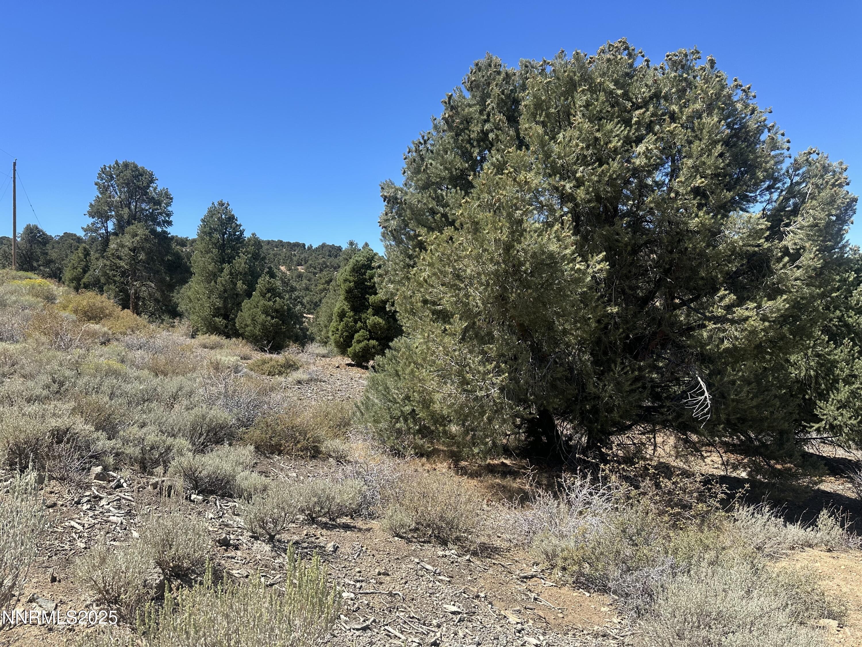 Image 4: Bonanza