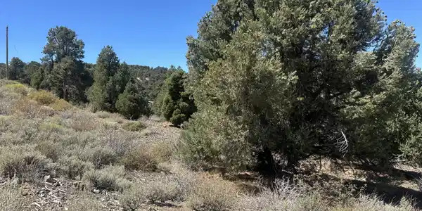 Image 4: Bonanza