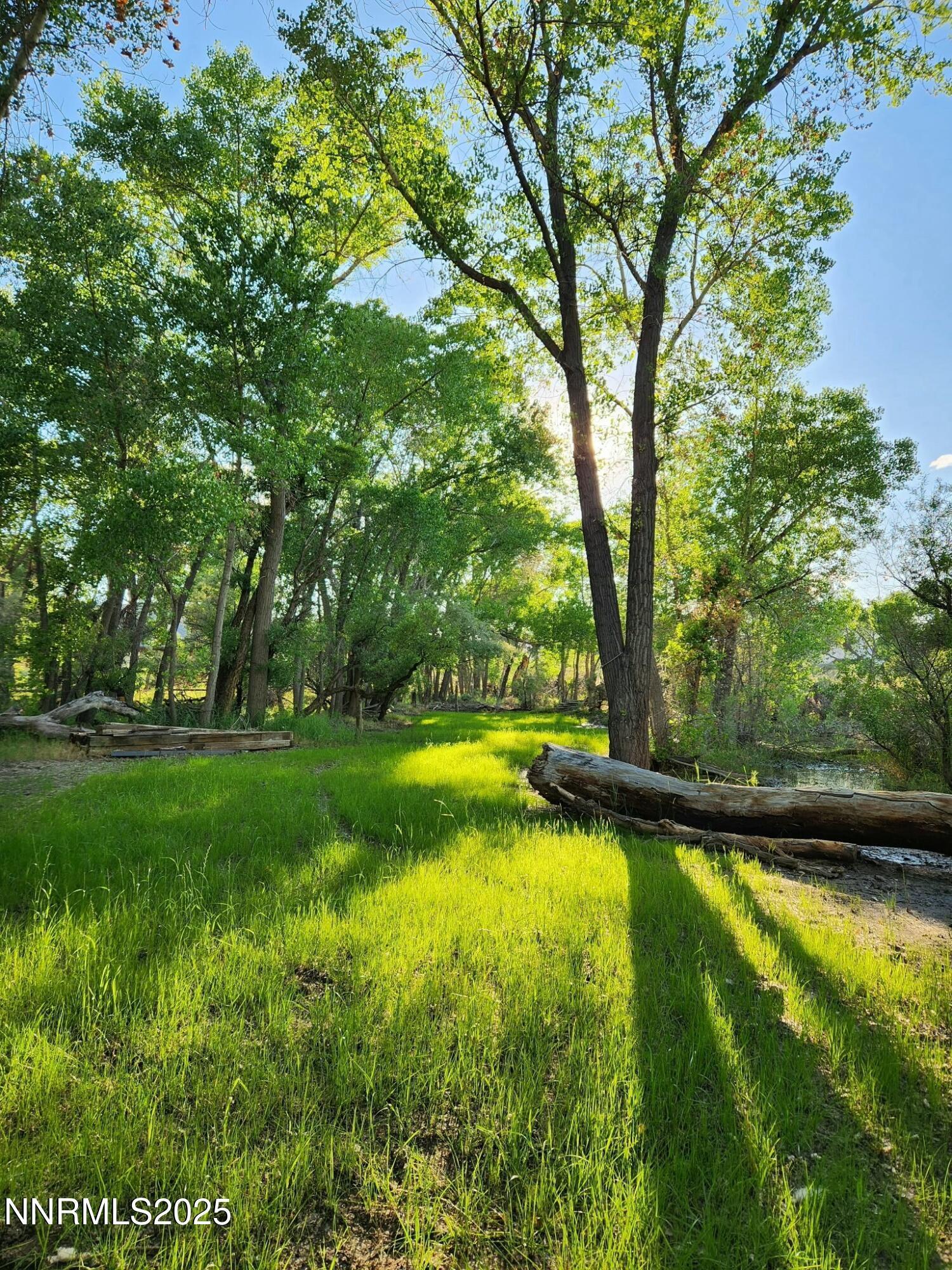 Image 4: meadow with sun in trees