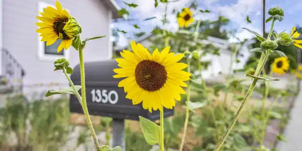 Image 4: Front Yard Sunflowers
