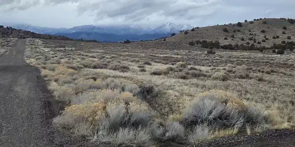 Image 4: Juniper winter