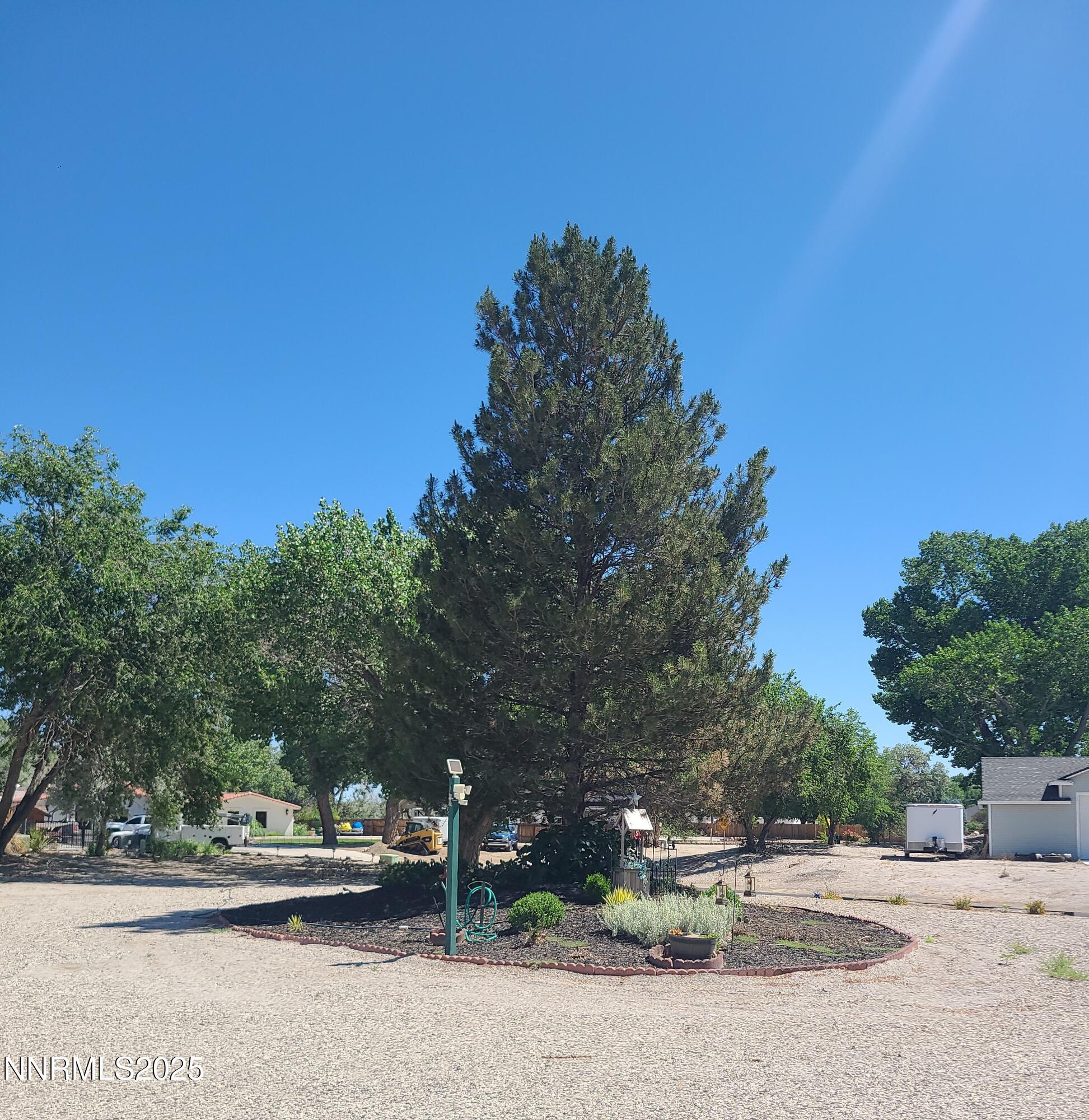 Image 3: RON FRONT TREE 25