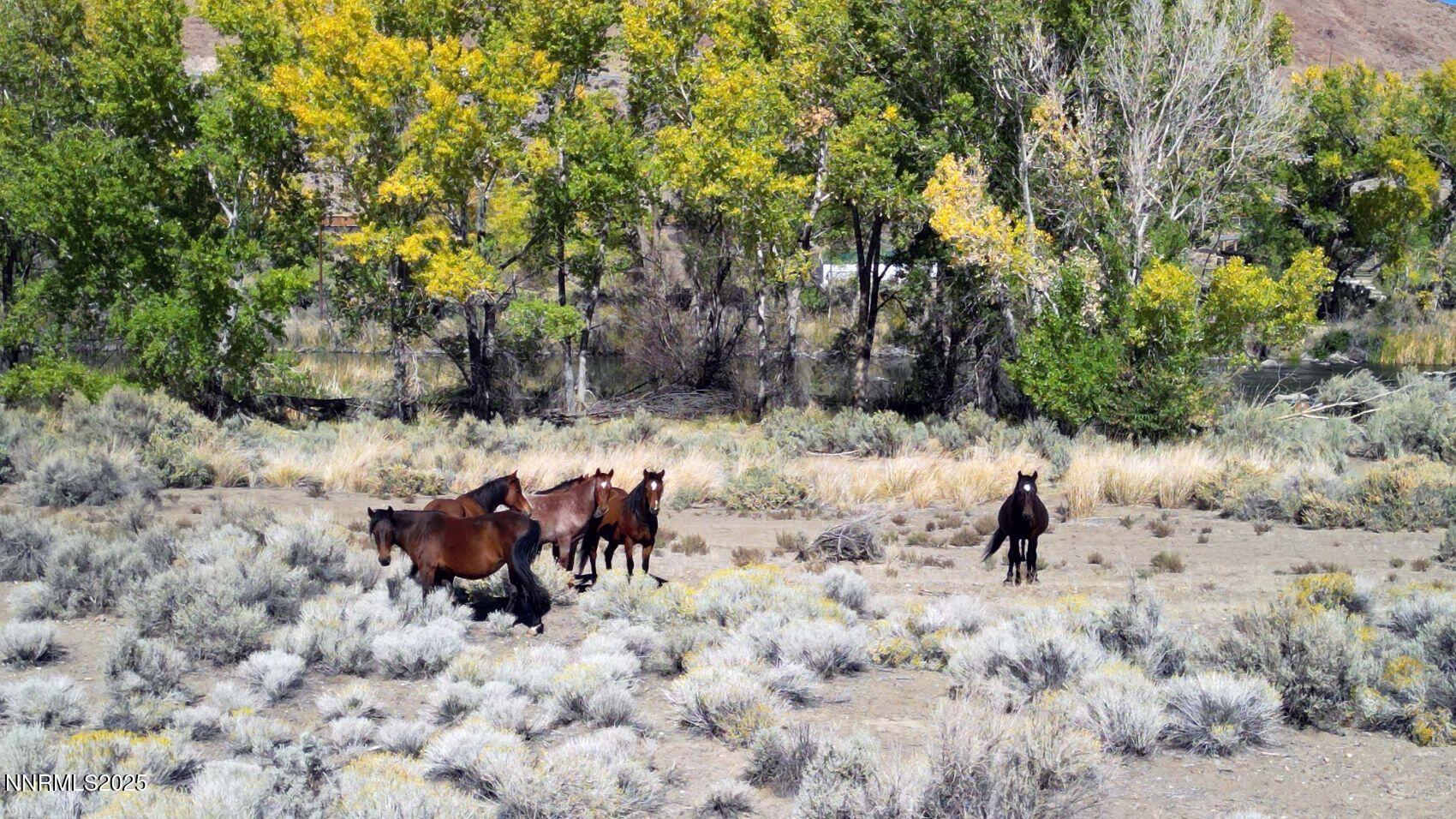 Image 2: Wild Horses 4
