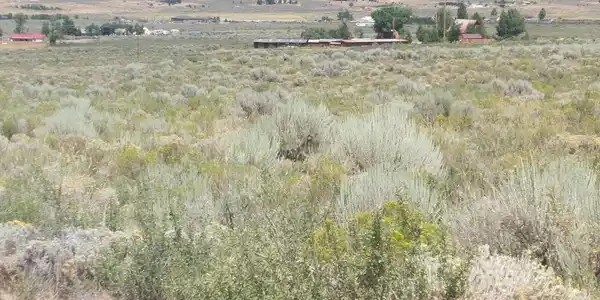 Image 3: 550 Appaloosa 1