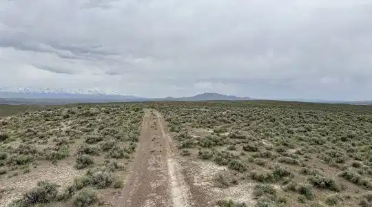 Image 2: Pine St1