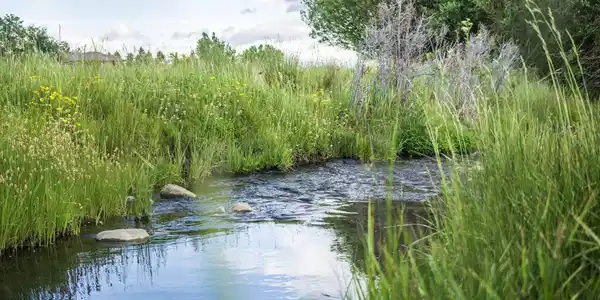 Image 3: Thomas Creek