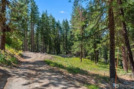 22125 Appaloosa