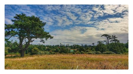 97 Meadow