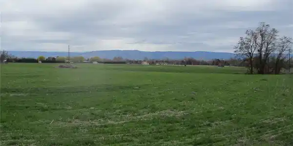 0 Bunchgrass