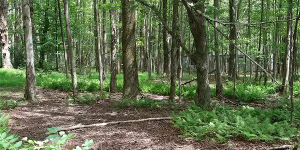 Image 4 Image 4