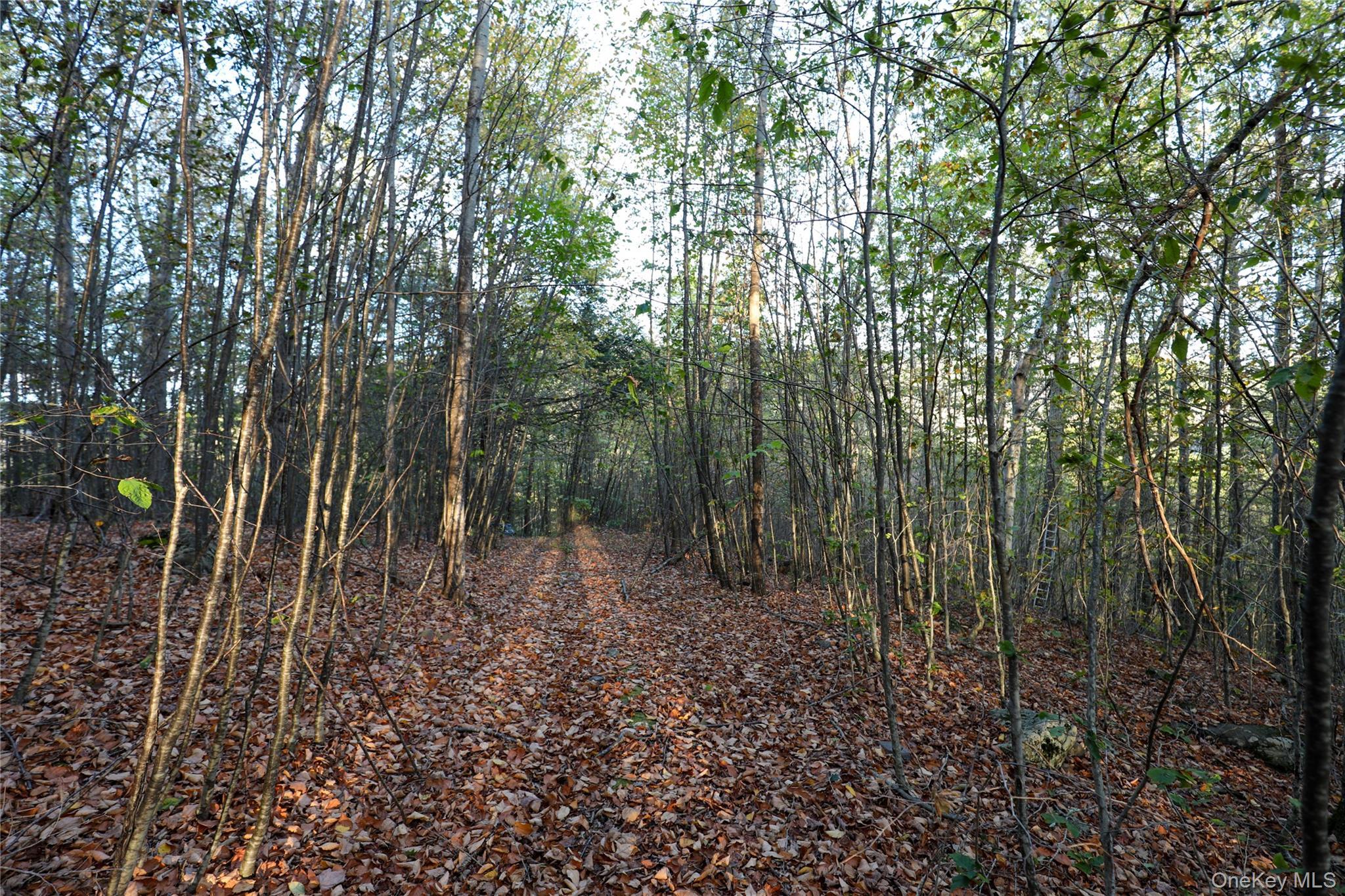 Image 4 Image 4
