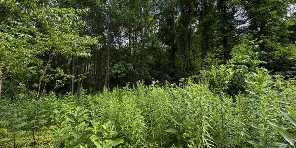 Image 3: IMG_0583