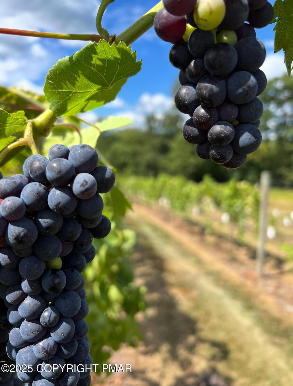 Image 3: Vineyard