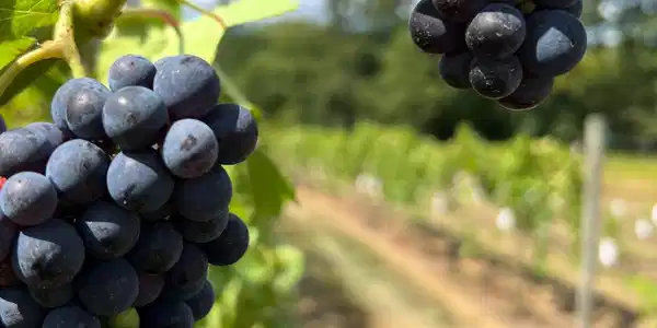 Image 3: Vineyard