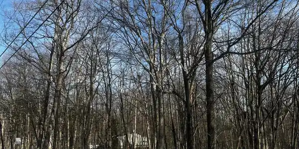 Forest Street & Pine Run Circle