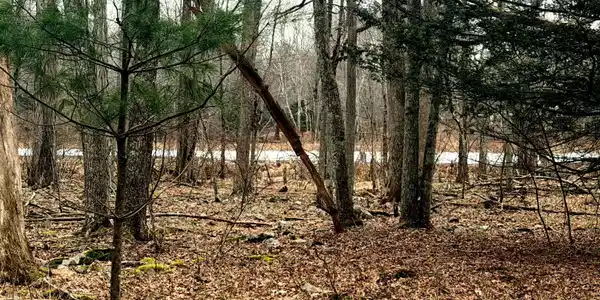 Image 4: Pond