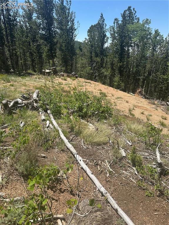 Image 4: View of local wilderness