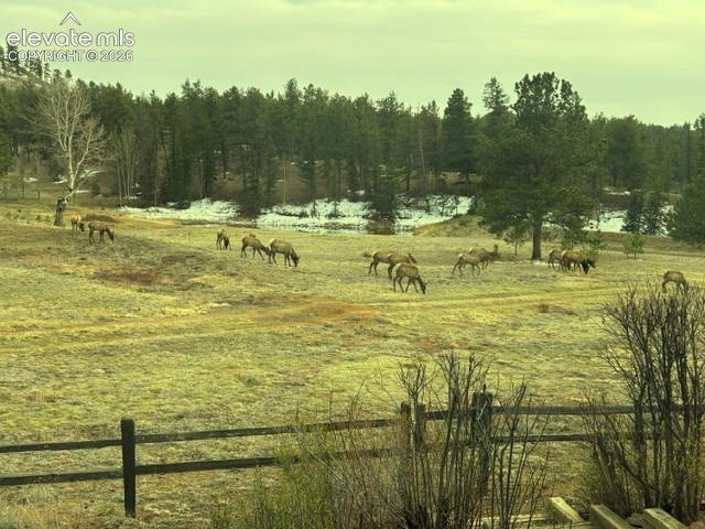Image 3: Elk in front yard