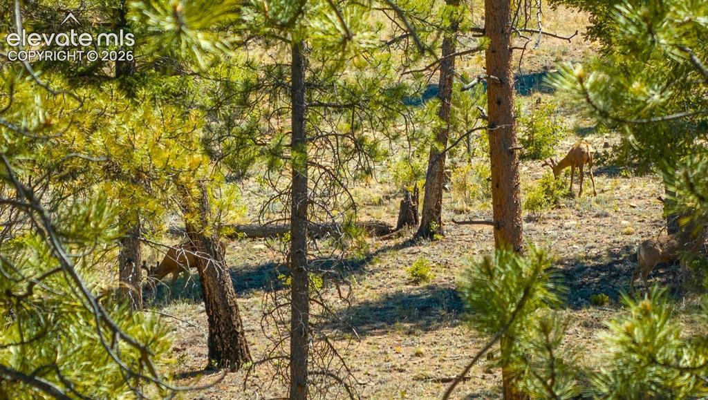 Image 4: Bucks in velvet