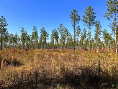 Tract 12 Hughes Lake Road SE