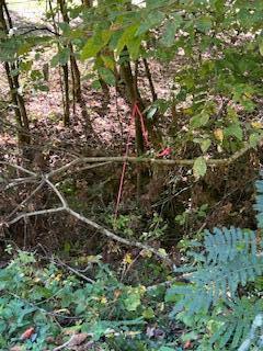 Image 3: IMG_2894