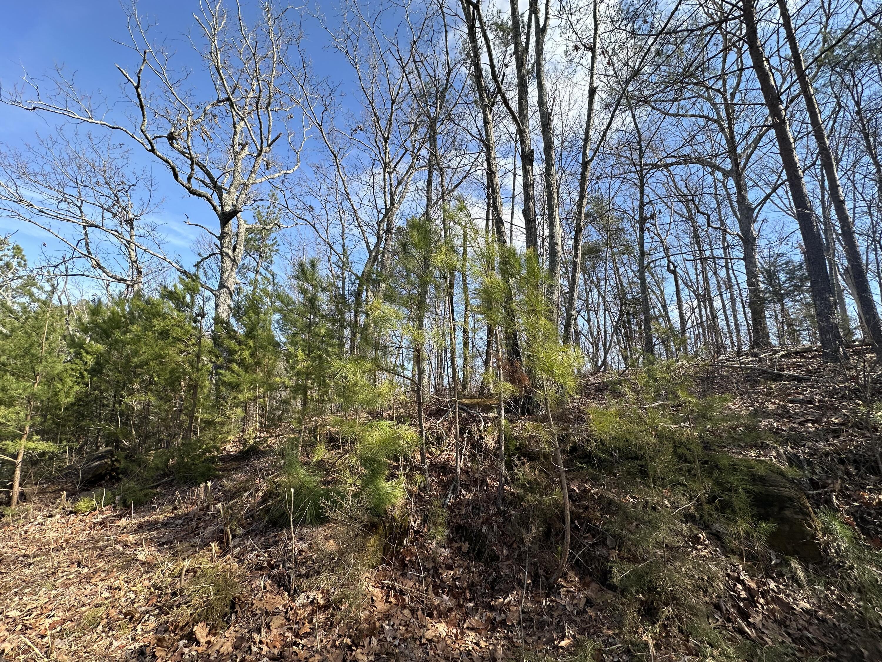 Image 4: IMG_7635