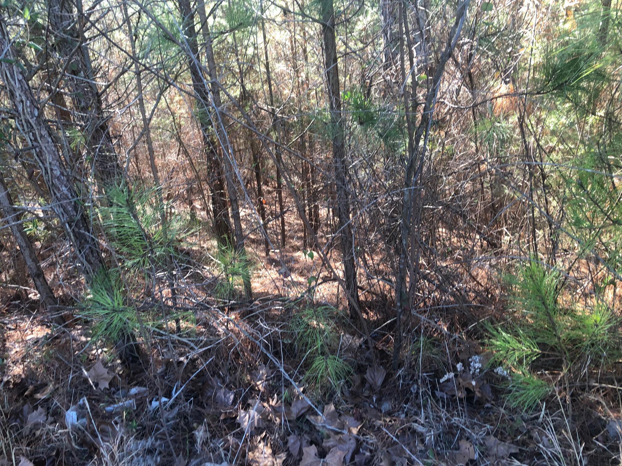 Image 4: 147 Cherokee Ridge - Lot view 2