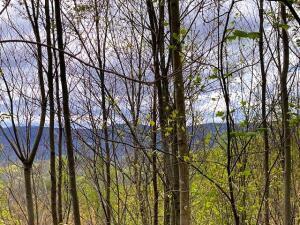 29+Acres County Road 484