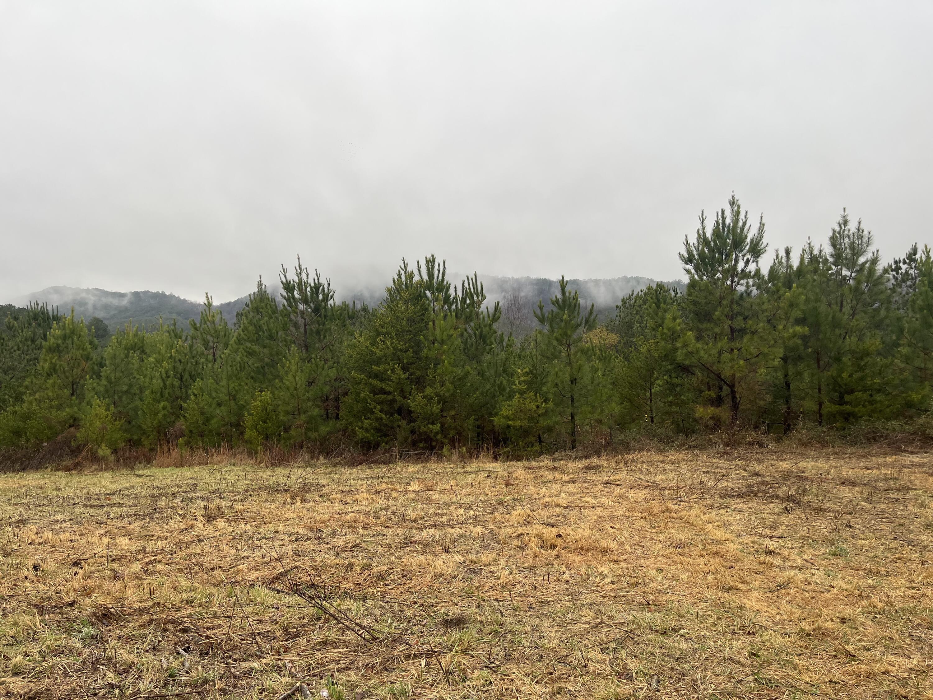 Image 4: IMG_4923