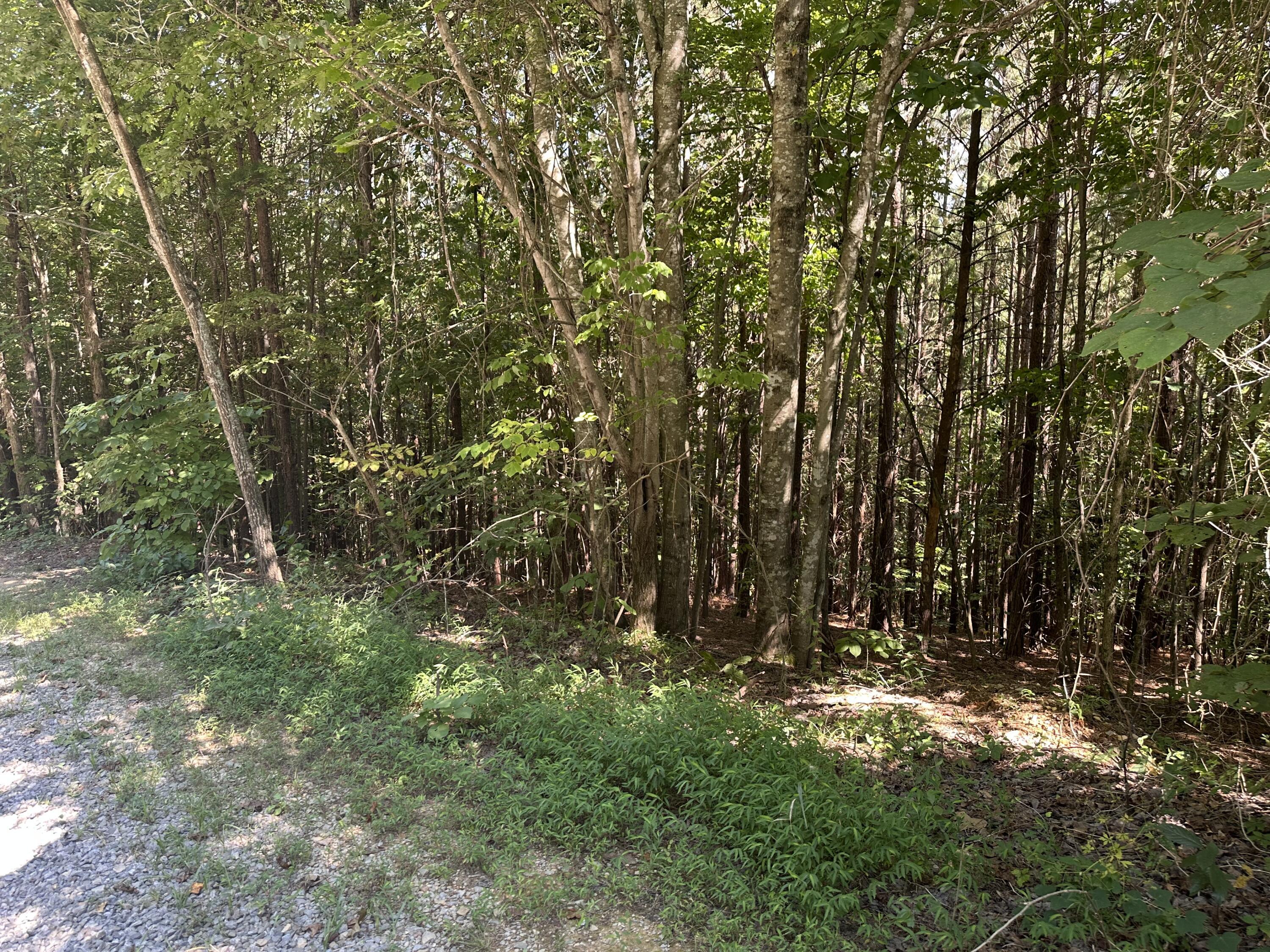 Image 4: IMG_7457