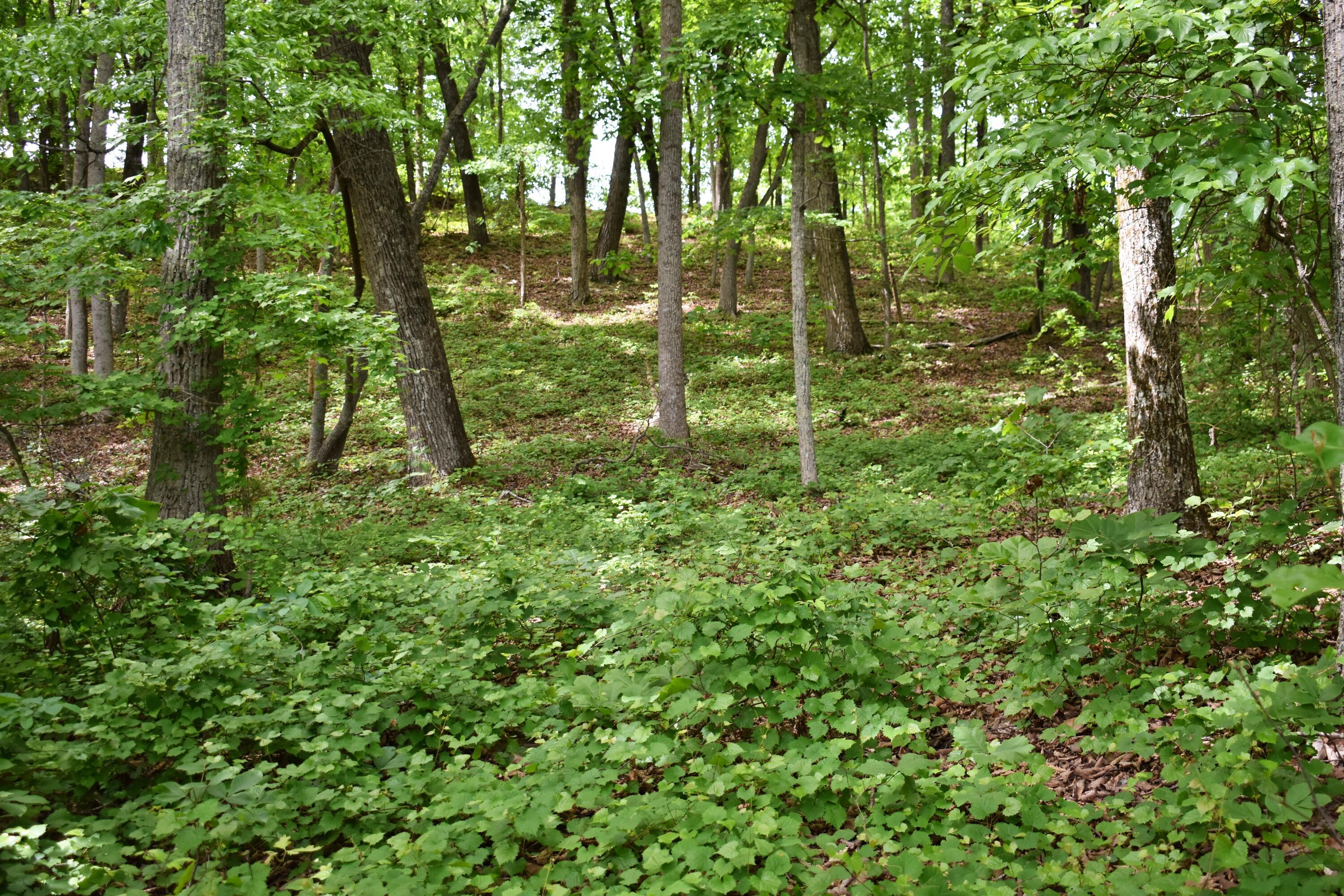 Image 4: DSC_0557